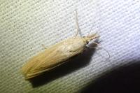 Ematheudes punctella