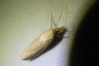 Ematheudes punctella