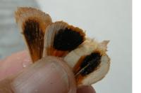 Noctua tirrenica
