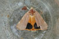 Noctua tirrenica