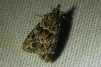 Eudonia mercurella