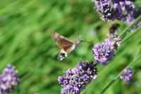 Macroglossum stellatarum
