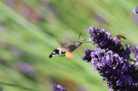 Macroglossum stellatarum