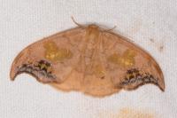 Sabra harpagula