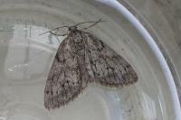 Tephronia sepiaria