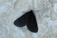 Odezia atrata