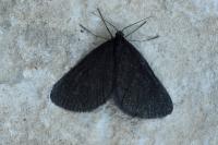 Odezia atrata