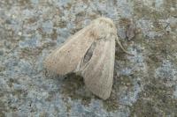 Mythimna sicula
