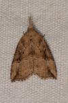 Hypena rostralis
