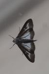 Cydalima perspectalis