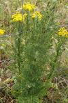 Tyria jacobaeae