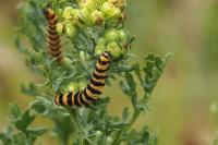 Tyria jacobaeae