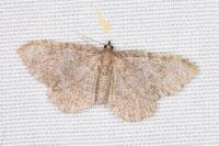 Philereme vetulata