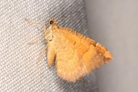 Camptogramma bilineata