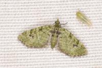 Chloroclystis v-ata