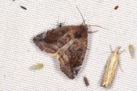 Cosmia pyralina