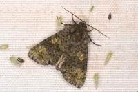Craniophora ligustri
