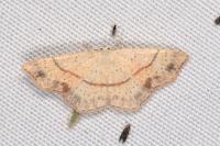 Cyclophora punctaria