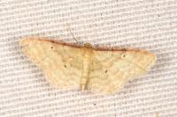 Idaea humiliata