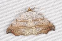 Laspeyria flexula