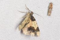 Ligdia adustata