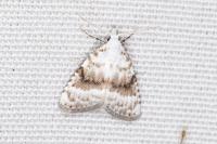 Meganola albula