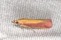 Oncocera semirubella