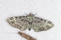 Pasiphila rectangulata