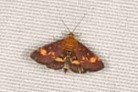Pyrausta aurata