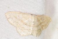 Scopula nigropunctata