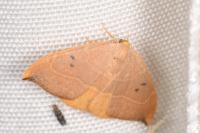 Watsonalla binaria