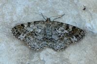 Deileptenia ribeata