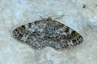 Deileptenia ribeata