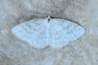 Cabera exanthemata