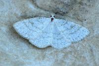 Cabera exanthemata
