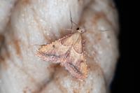 Endotricha flammealis
