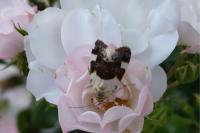 Acontia lucida