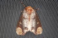 Phalera bucephala