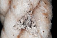 Oligia