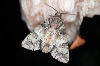 Polyphaenis sericata