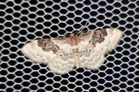 Idaea rusticata
