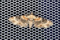 Eupithecia linariata/pulchellata/pyreneata