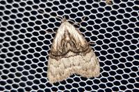 Meganola togatulalis