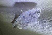Lomographa temerata
