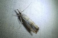 Catoptria falsella