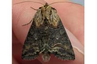 Abrostola triplasia