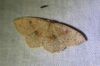 Cyclophora porata