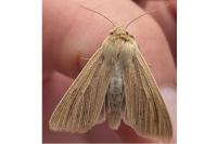Mythimna pallens