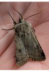 Agrotis cinerea