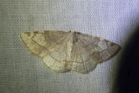 Stegania trimaculata